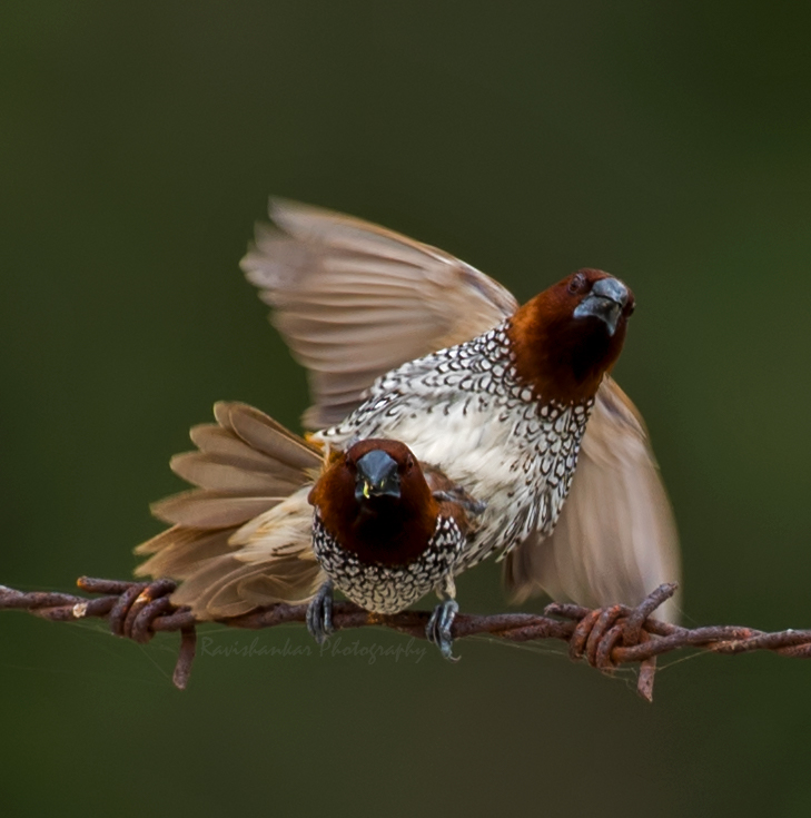Two scaly-breasted munias on a barbed wire — a real photograph by Ravishankar Paranthaman
